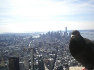 a close up of a pigeon wit a densely packed city in the background