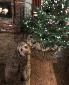 A doodle dog looks sadly at the camera next to a Christmas tree that has been fenced off so he can't get to it.